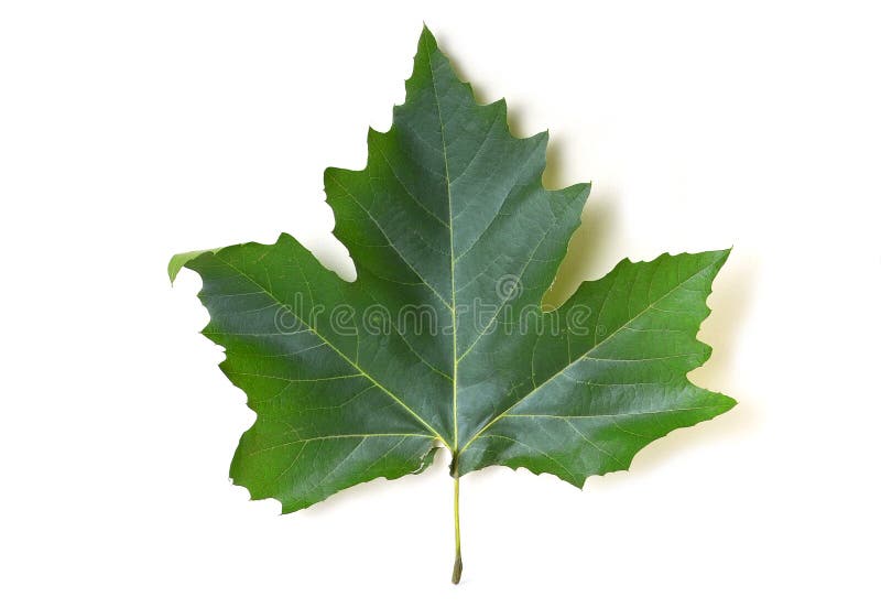 Maple leaf