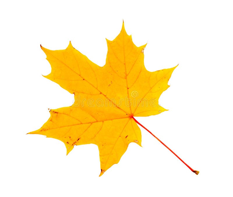 Maple leaf royalty free stock photography