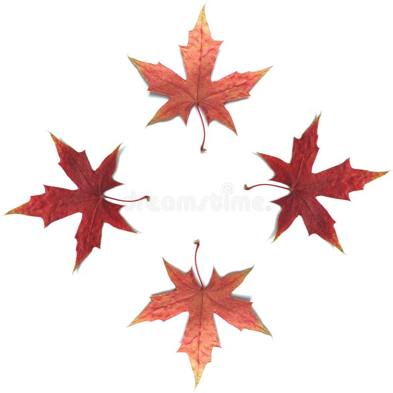 Maple Leaf