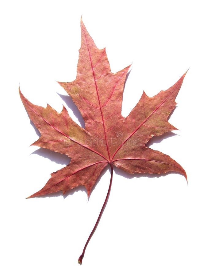 MAPLE LEAF