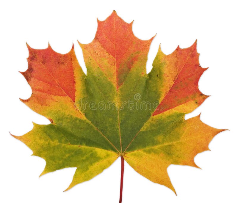 Maple leaf stock image