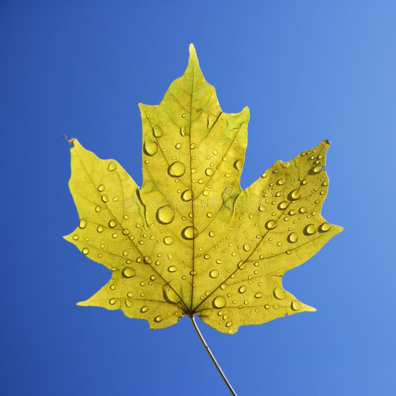 Maple leaf on blue.