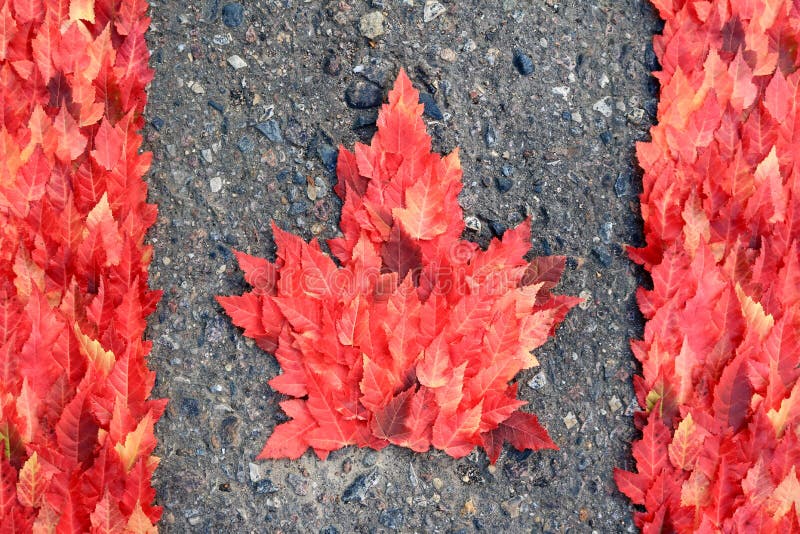 Canadian Flag Real Maple Leaves Stock Photos Free & RoyaltyFree