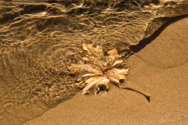 maple leaf clear water sand