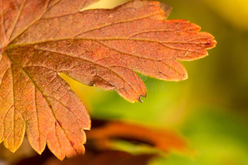 Maple Leaf Close Up in Fall Colors Stock Image - Image of background ...