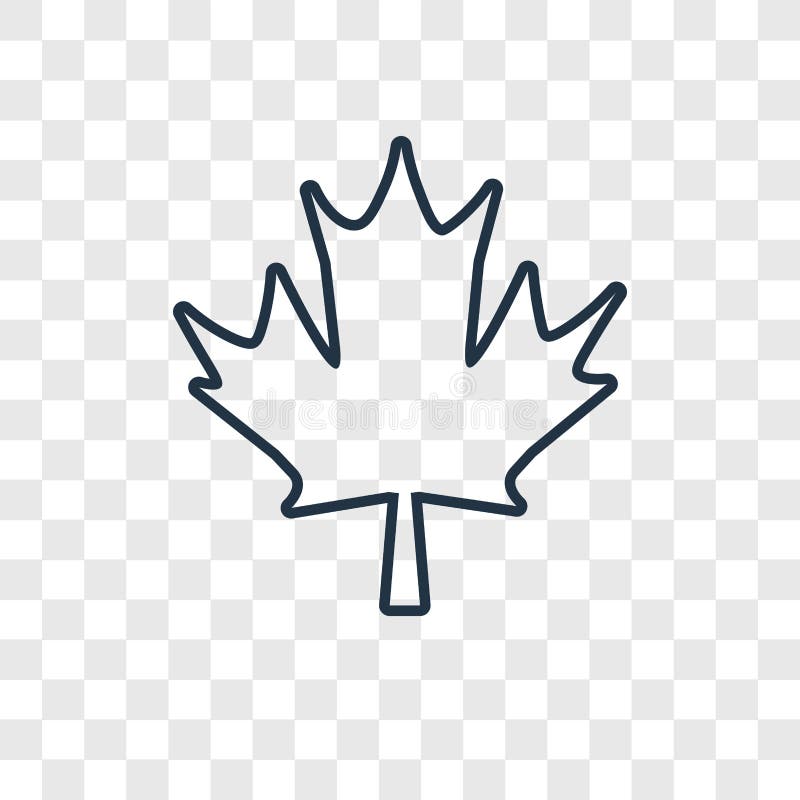Maple leaf concept vector linear icon isolated on transparent ba