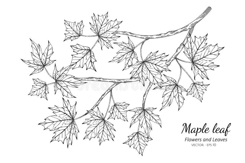 Drawing Leaf Line Maple Stock Illustrations 1 744 Drawing Leaf Line Maple Stock Illustrations Vectors Clipart Dreamstime