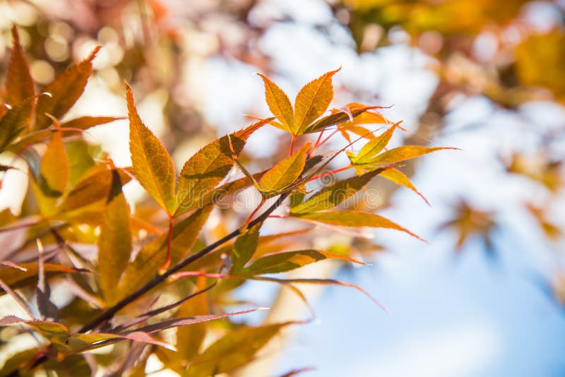 Maple leaf fall autumn with blue sky royalty free stock photo Maple leaf fall autumn with blue sky royalty free stock photo