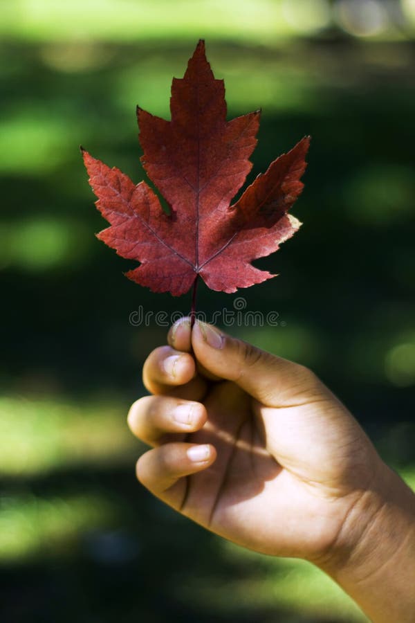 Maple leaf in Fall color.