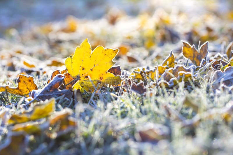 Maple leaf and grass in a sunny frost October morning