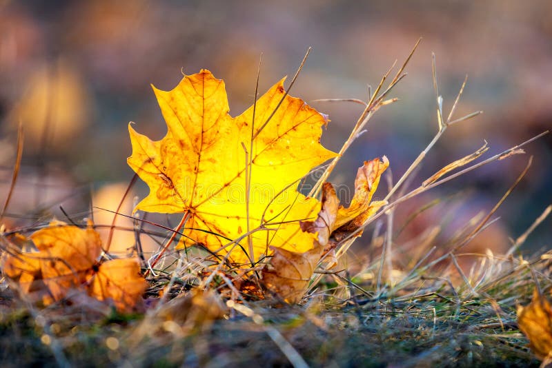 Maple Leaf on the Ground among the Dry Grass in Sunny Weather Stock