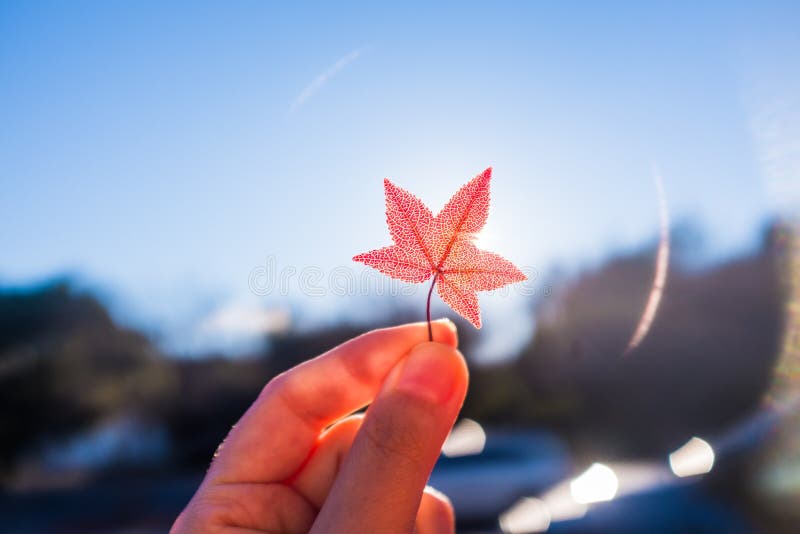 Maple leaf royalty free stock photos Maple leaf royalty free stock photos
