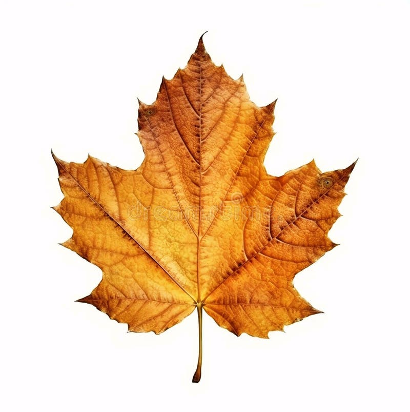 Maple Leaf Isolated on White Leaf