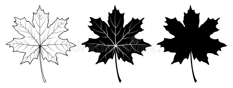 Maple leaf. Linear, silhouette. Vector illustration