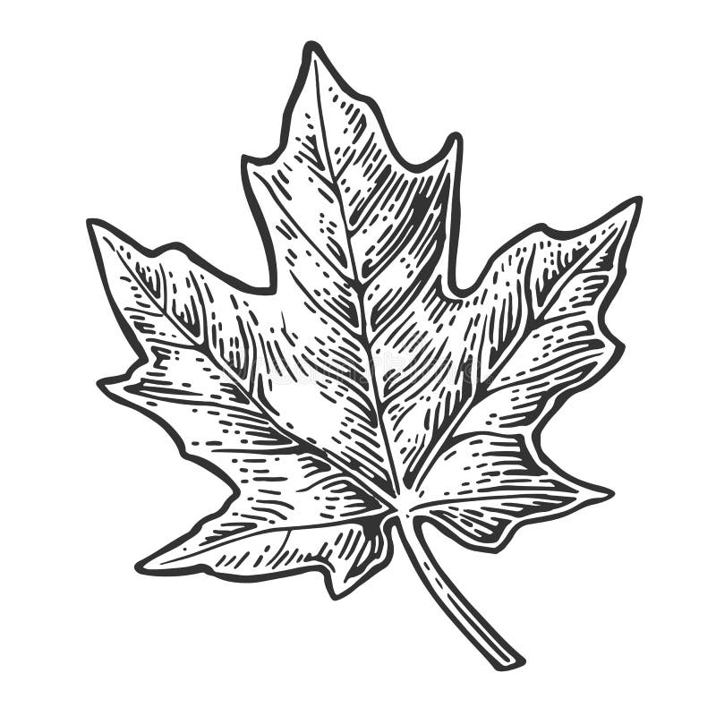 Maple leaf. Vector vintage engraved illustration.