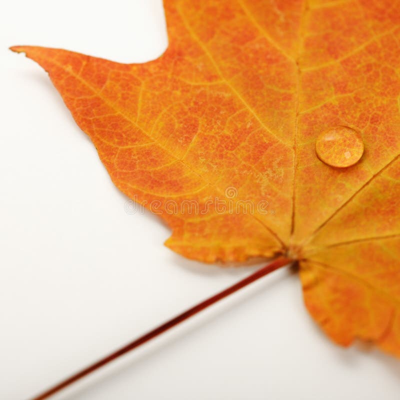 Maple leaf on white.