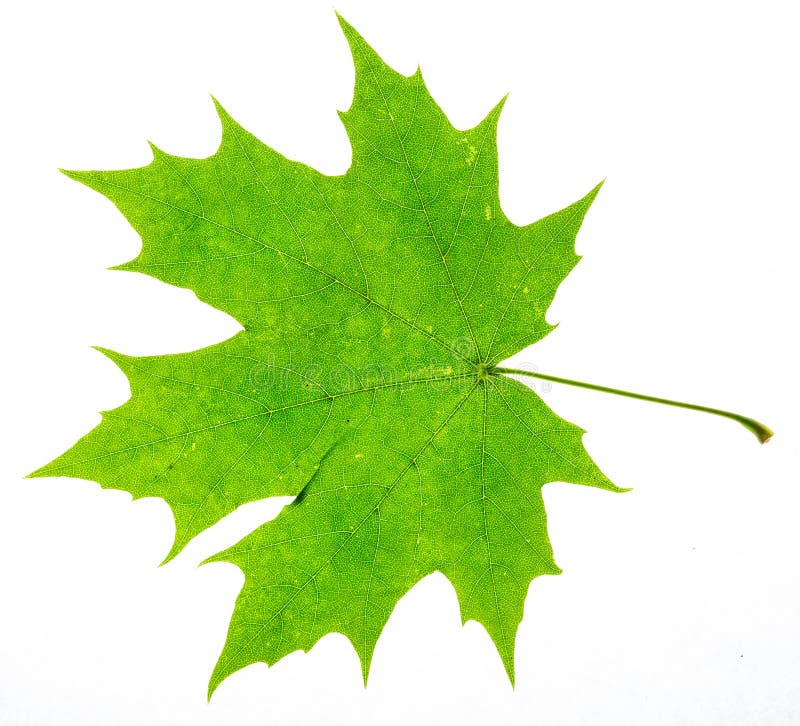 Maple leaf stock photography Maple leaf stock photography