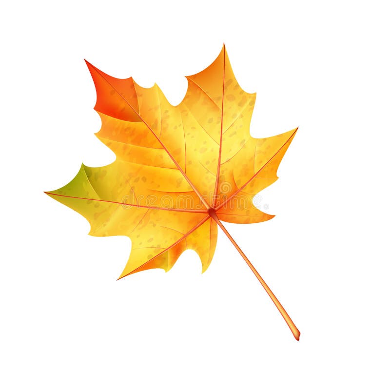 Maple leaf on a white background, autumn colored leaf for decoration and decoration.