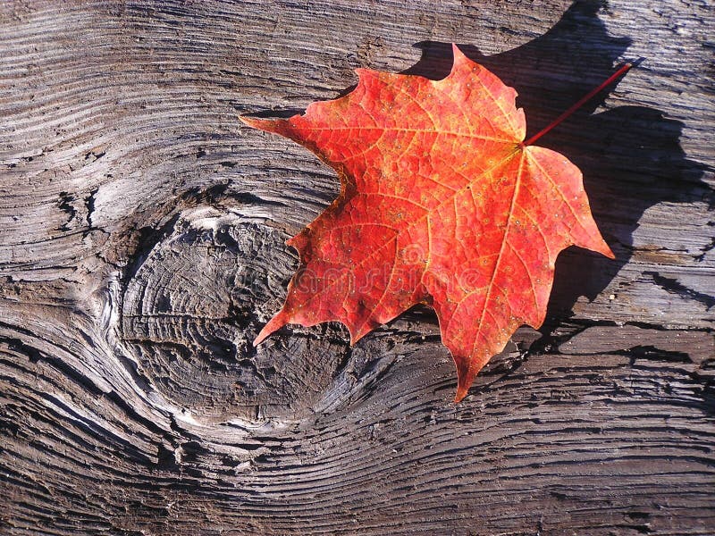 Maple leaf on wood