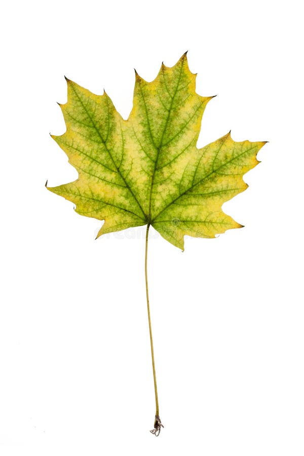 Maple leaf royalty free stock images Maple leaf royalty free stock images
