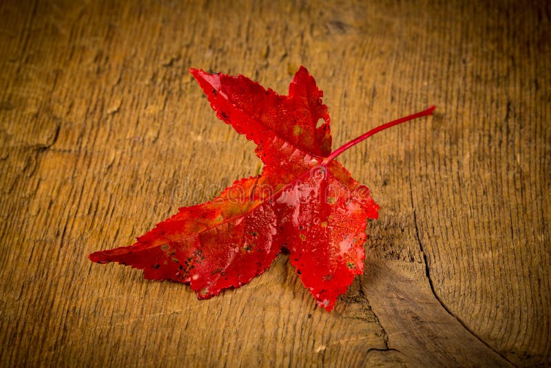 Maple Leave on Wooden Table Stock Image Image of detail, edge 45765049