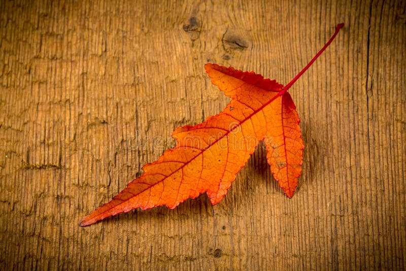 Maple Leave on Wooden Table Stock Photo Image of detail, surface