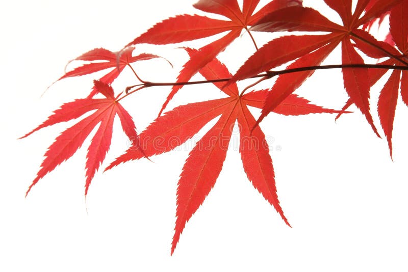 Maple leaves