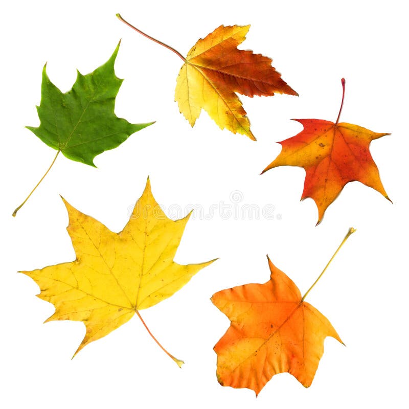 Autumn Maple Leaves Falling Down Stock Image - Image of variation ...