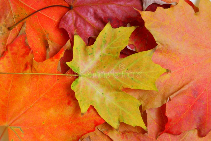 Maple leaves on autumn