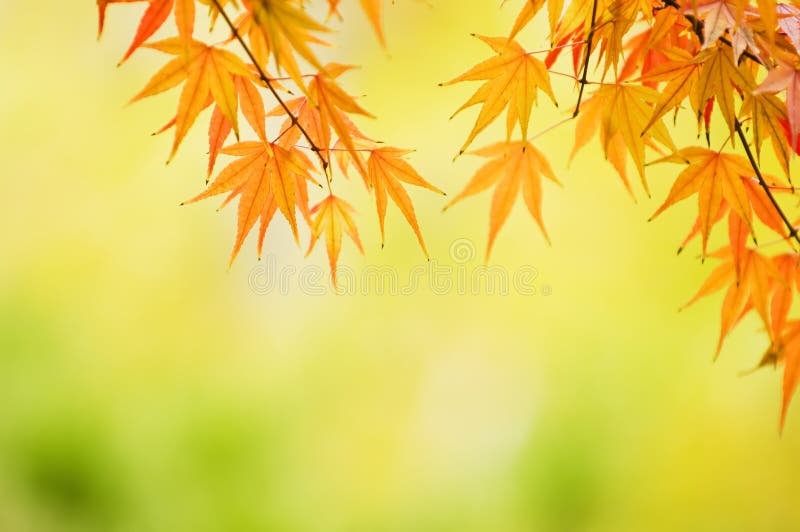 Maple leaves background