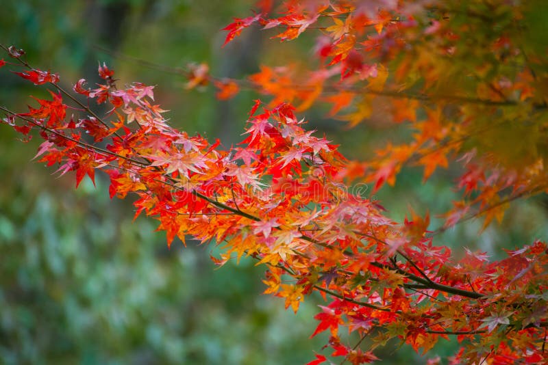 Maple Leaves Change Color in Autumn Season Stock Photo - Image of ...