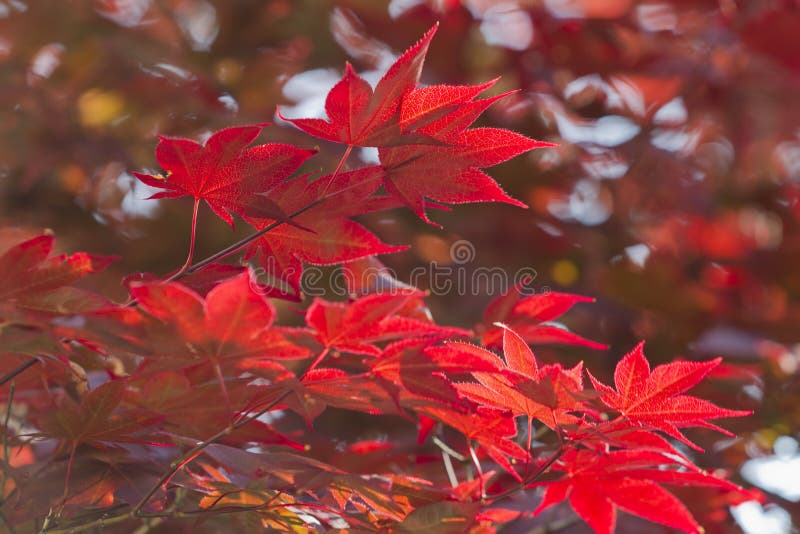 Maple Leaves