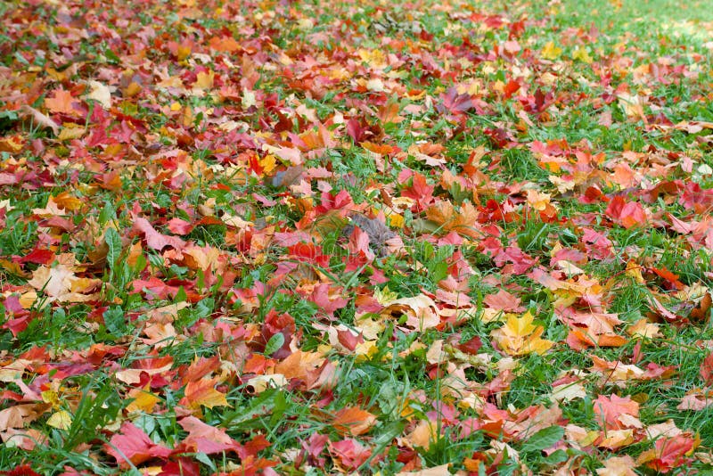 Maple leaves on green grass