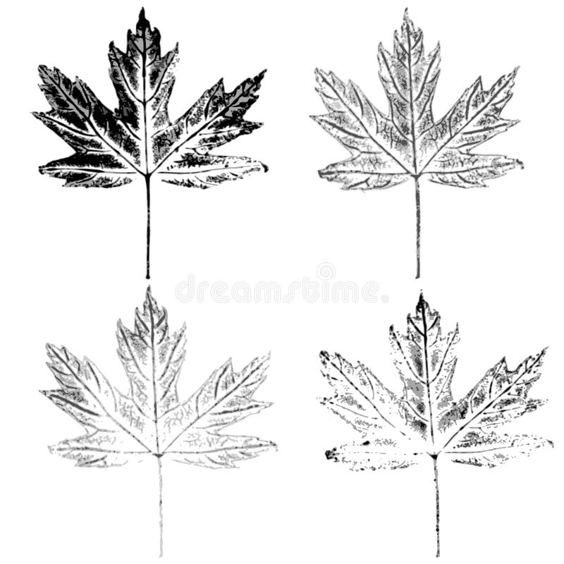 Maple leaves imprint stock vector. Illustration of paint - 78688724