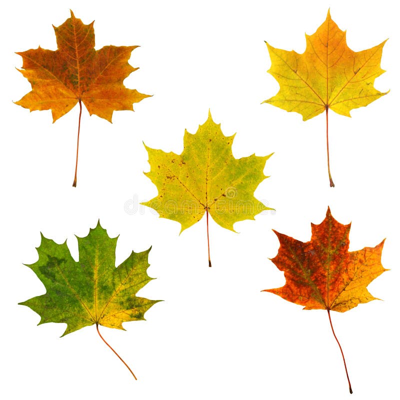 A set of colorful, autumn, maple leaves isolated on white