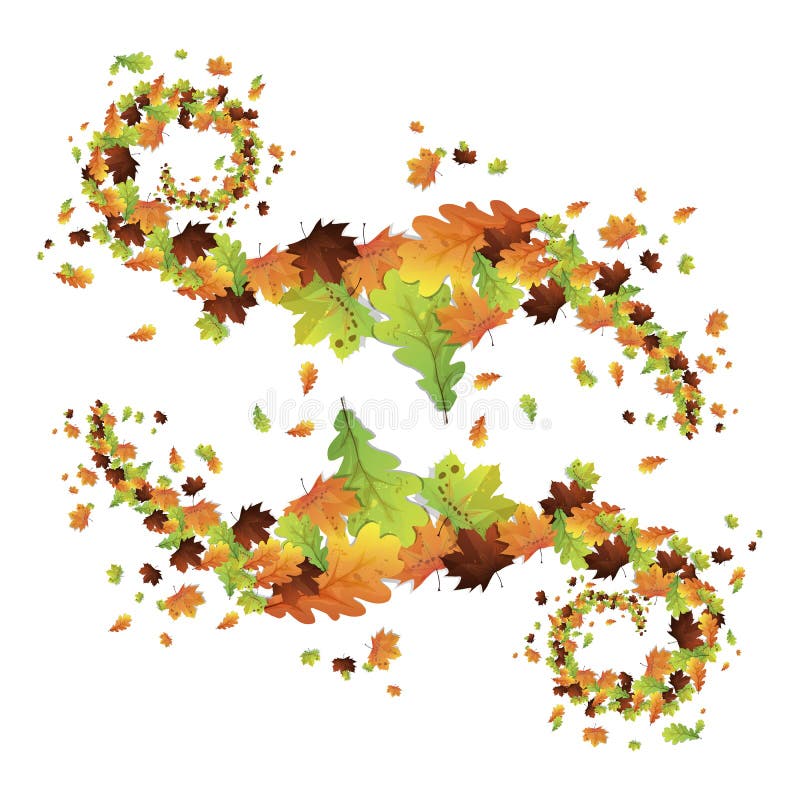 Maple leaves. Oak leaves stock illustration. Illustration of autumn