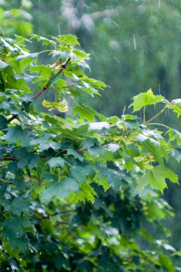 Maple leaves under rain