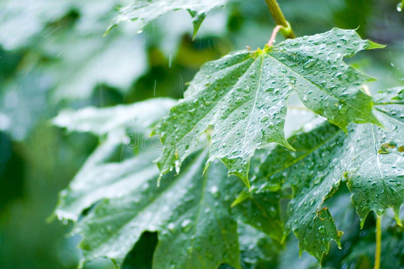 Maple leaves under rain