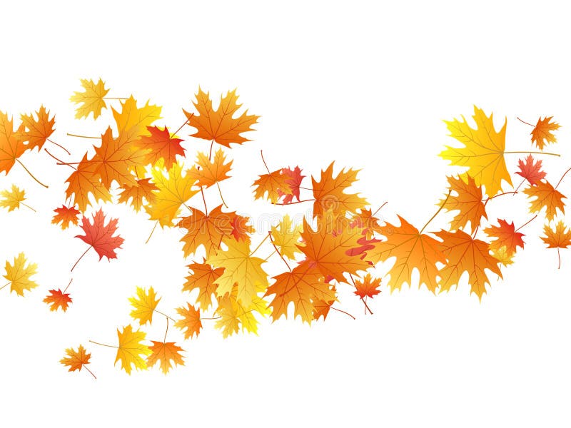 Maple Leaves Vector Illustration, Autumn Foliage on Transparent ...