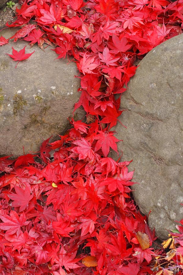 Maple leaves waterfall stock photography Maple leaves waterfall stock photography