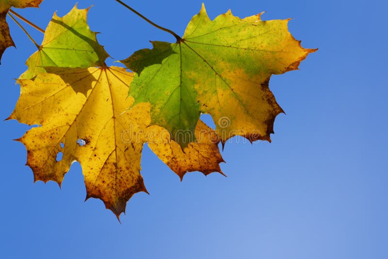 Maple leaves, yellow and green, blue sky