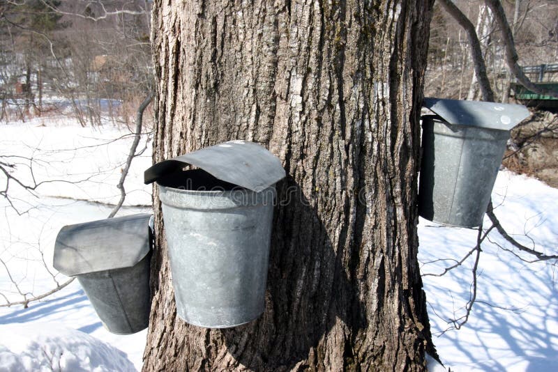 Maple Sap Buckets in Spring Editorial Stock Photo - Image of nature