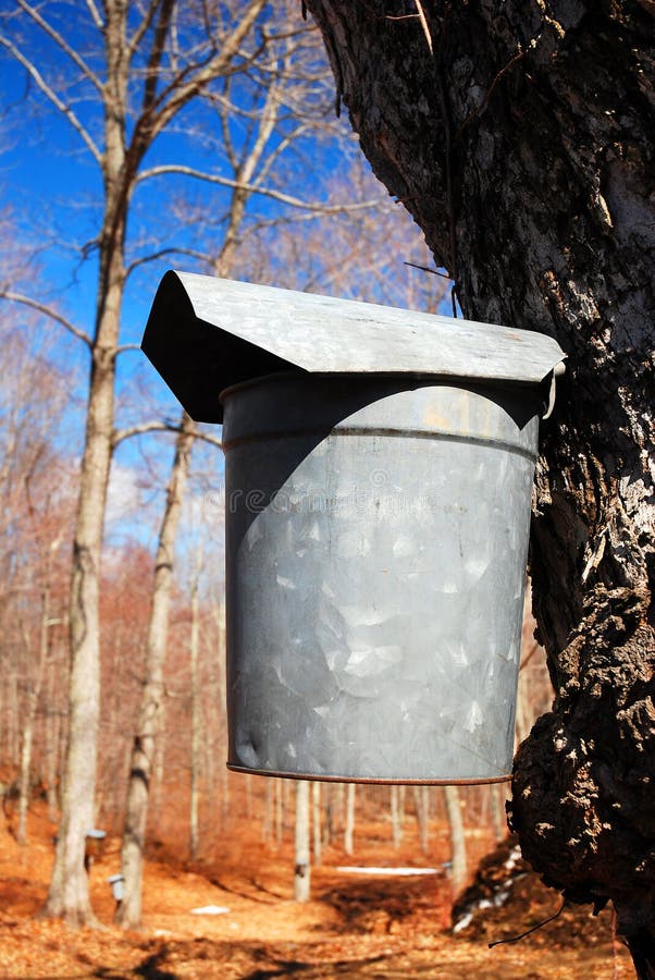 342 Maple Syrup Farm Stock Photos Free & RoyaltyFree Stock Photos