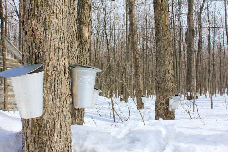 Maple syrup season. royalty free stock photo