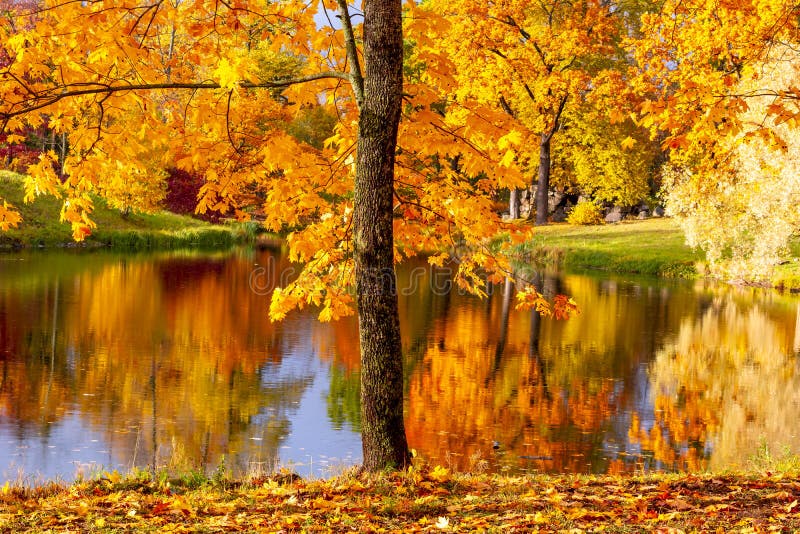 Maple Tree in Alexander Park in Autumn, Pushkin Tsarskoe Selo, St ...