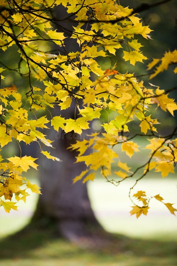 Maple tree in autumn