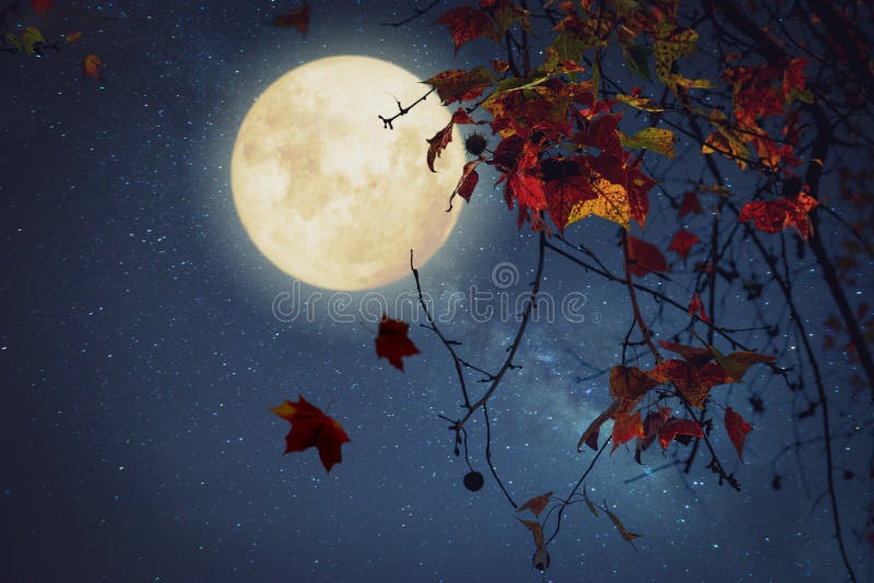 Beautiful autumn fantasy - maple tree in fall season and full moon with star. Retro style with vintage color tone. Halloween and Thanksgiving in night skies background concept