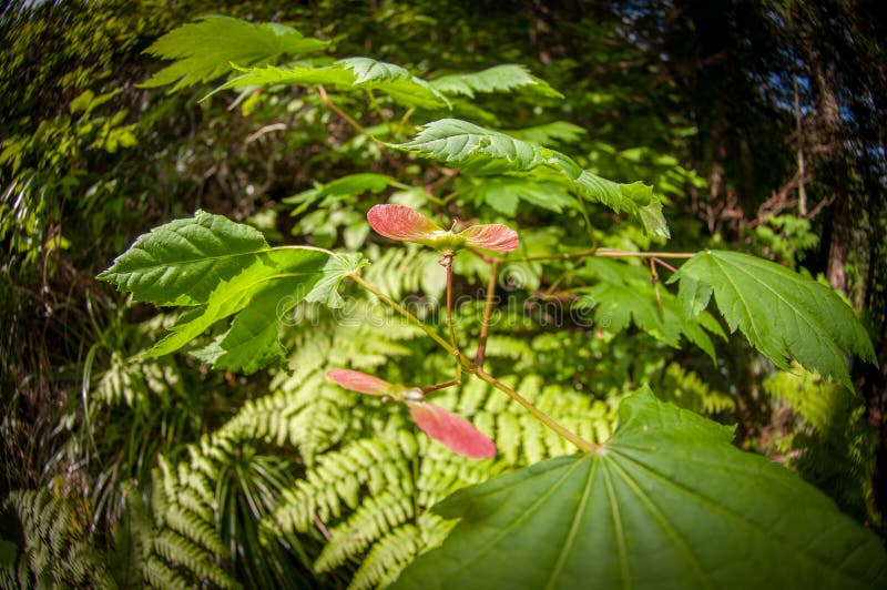 Maple Tree In The Forest stock images Maple Tree In The Forest stock images