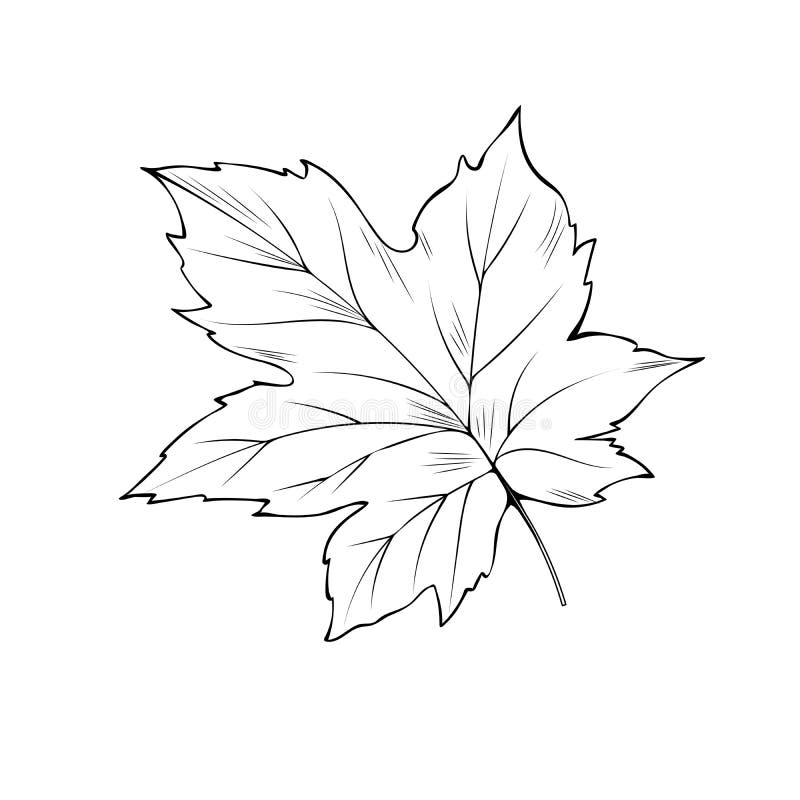 photo Maple Tree Leaf Sketch canada maple leaf outline stock