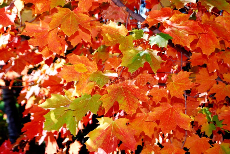 Maple tree leaves in automn